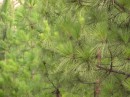 P8190025 * 2288 x 1712 * (877KB)